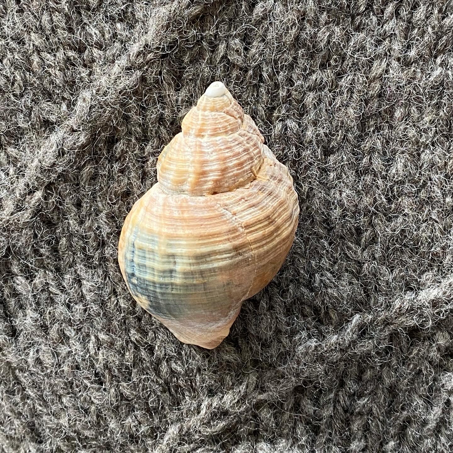 WHELK SWEATER | Pullover mit Rundpasse im Strukturmuster