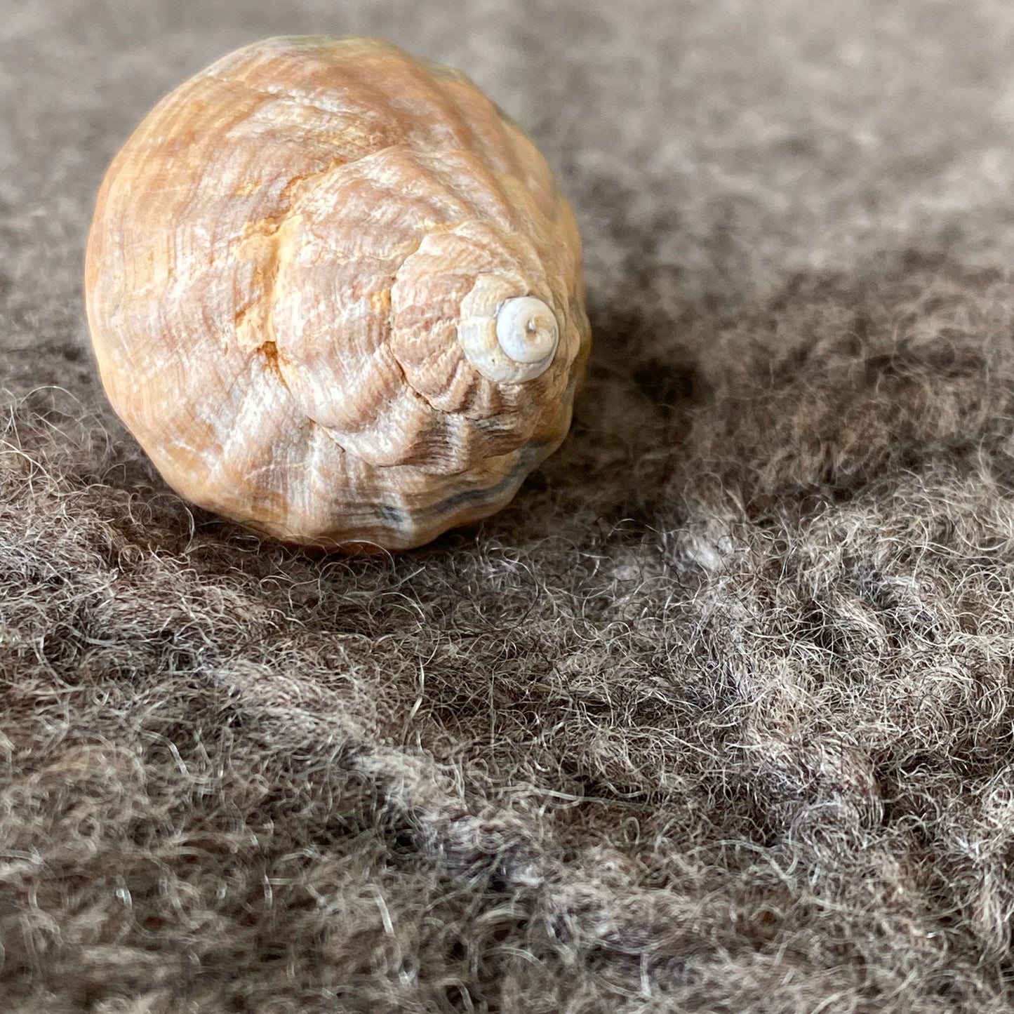WHELK SWEATER | Pullover mit Rundpasse im Strukturmuster