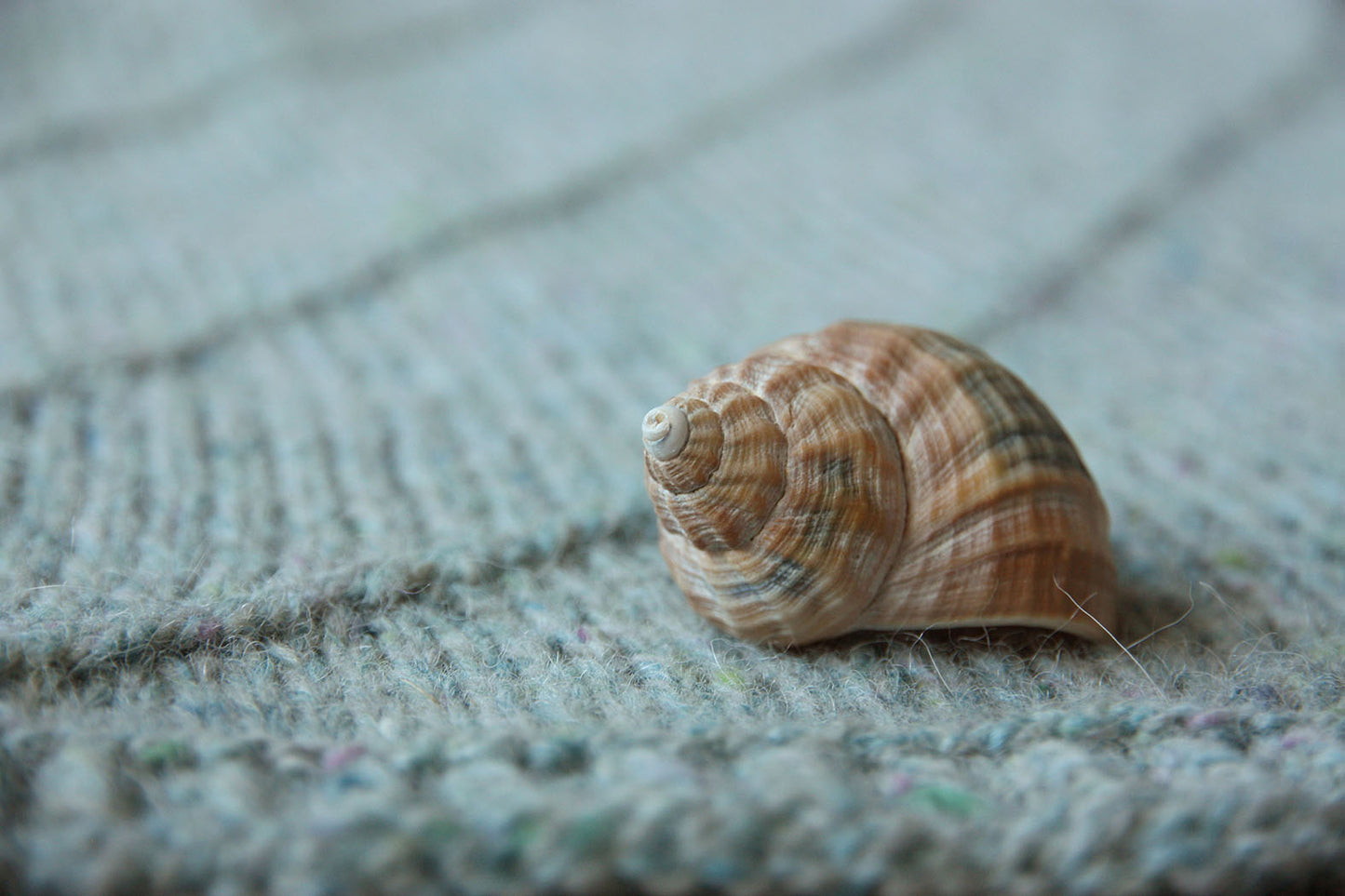 WHELK COWL | textured neckwarmer with yoke